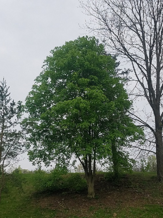 Web Ready Ohio Buckeye Tree