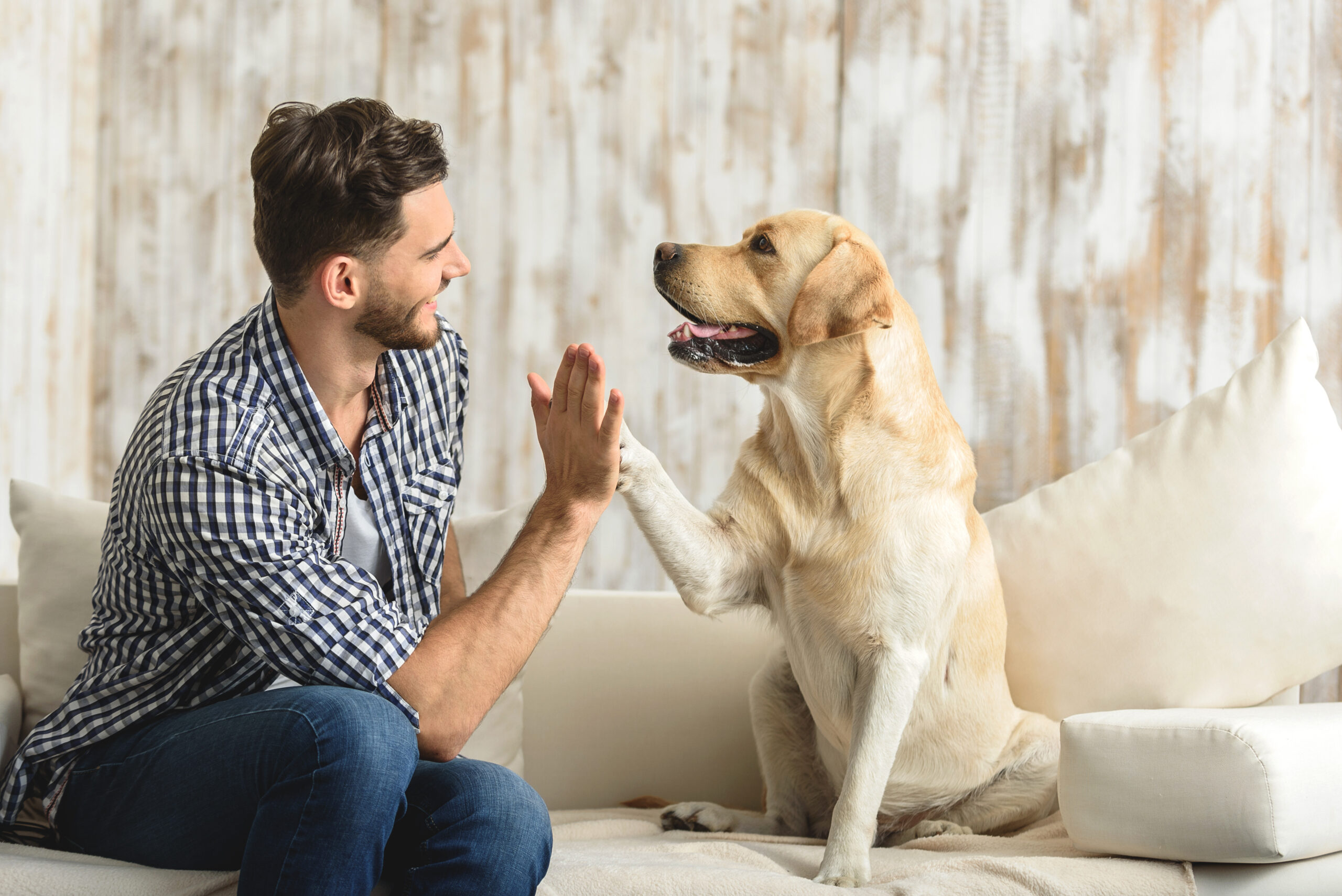 Happy,Guy,Sitting,On,A,Sofa,And,Looking,At,Dog Happy,Guy,Sitting,On,A,Sofa,And,Looking,At,Dog